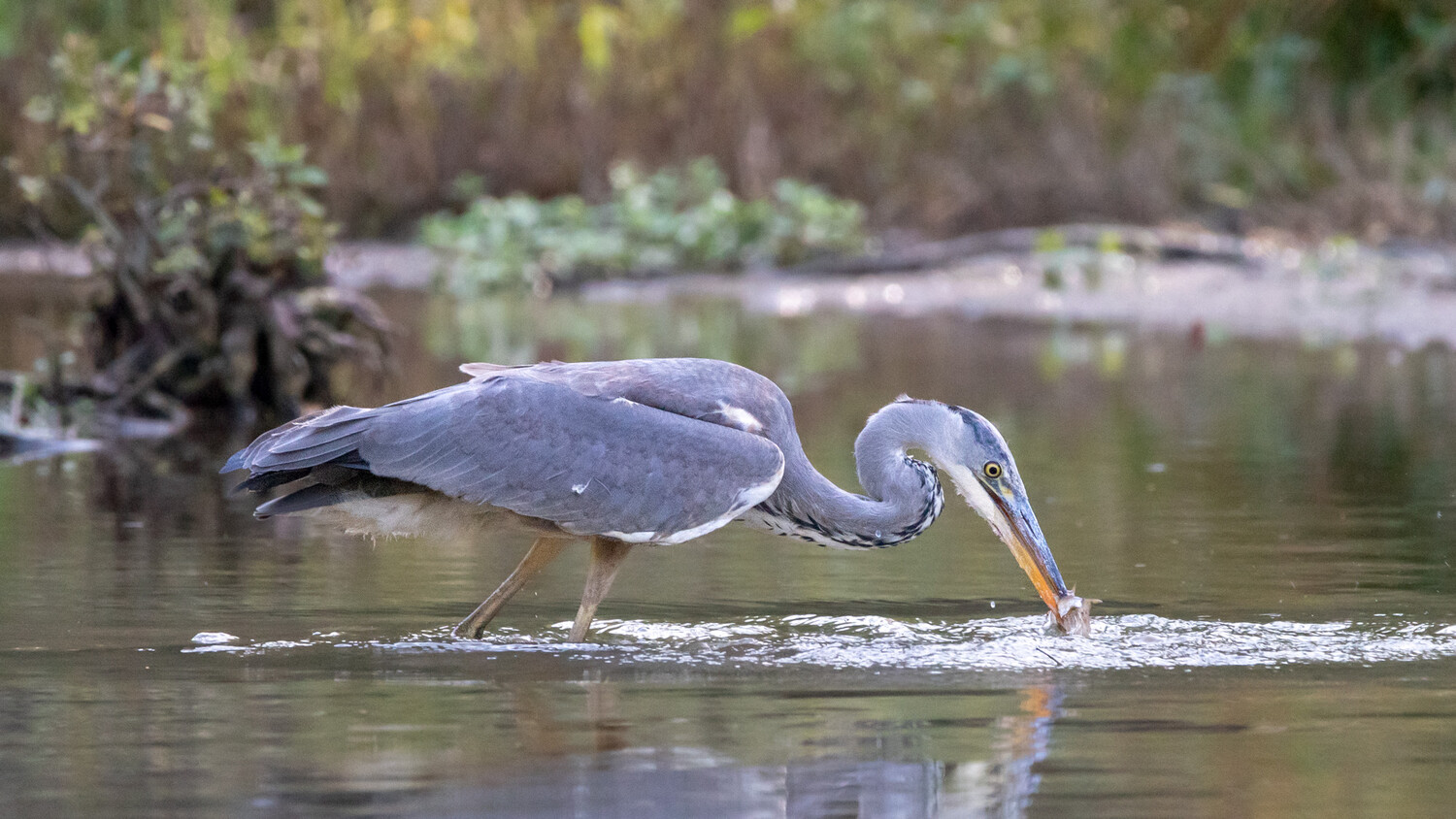 "Bon appétit!" - Grey heron, Wallonia, Belgium