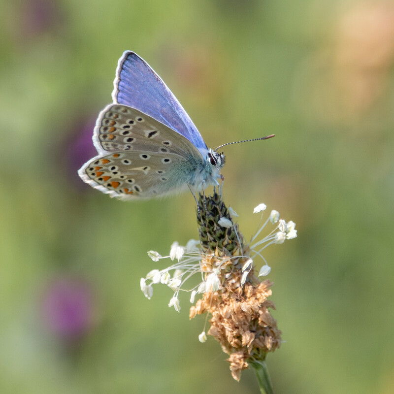 Blue on a clover